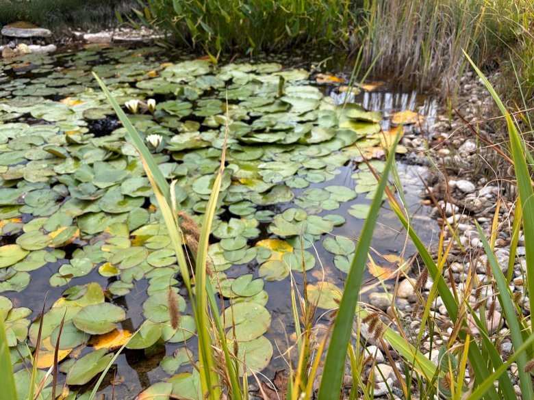 Bild Gartenteich Bild Gartenteich
