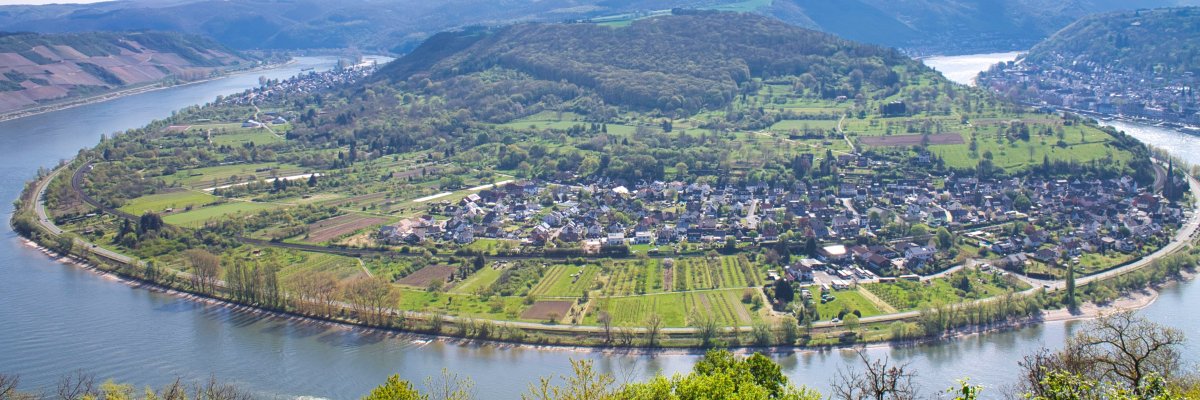 Rheinschleife bei Filsen Rheinschleife bei Filsen